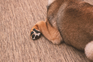 Shiba inu puppy, look and attention