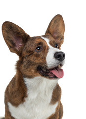 Portrait of a dog on a white background. Smiling Corgi. Pet in the studio. For design