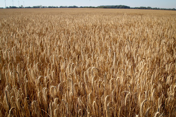 Getreide, Weizen Feld mit reifen Ähren bereit zur Ernte