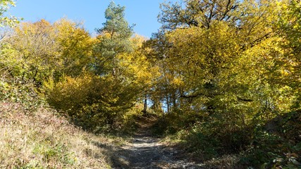 Fototapeta na wymiar Path in beautiful autumn forest. Krasnaya Polyana, Sochi, Russia.