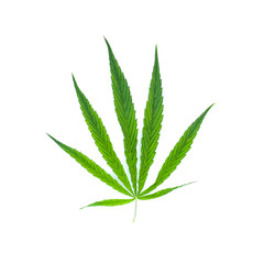 Green leaf marijuana on white. Herb object