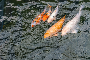 Group of colorful carp koi fish swimming in the pond