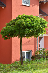 A small maple tree against the background of a cottage with red walls in a European city.