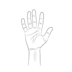 handdrown vector outline and contour illustration of hands with fingers in different gestures with open palms