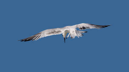Sandwich Tern hovering and diving for a fish in the Gulf of Mexico at St. Pete Beach, Florida.