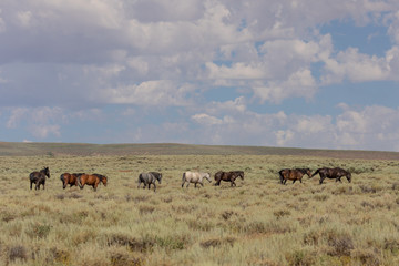Sand Wash Basin Colorado Wild Horses in Summer