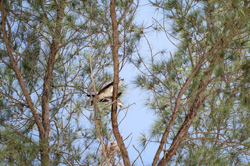 ein Fisch Adler sitzt auf einem Baum mit einem gefangenen Fisch