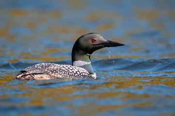 Common loon resting at the surface of a lake