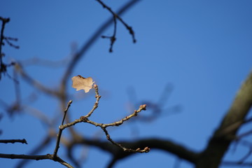 Kleines, braunes Eichenblatt am Zweig vor blauem Himmel