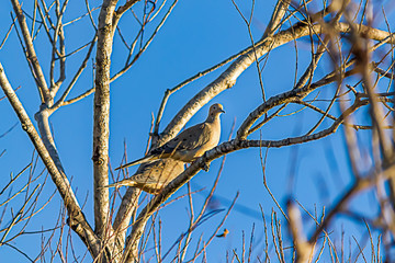 two doves perched together on tree branch against blue sky