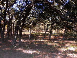 Oak tree forest