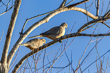 two doves perched together on tree branch against blue sky