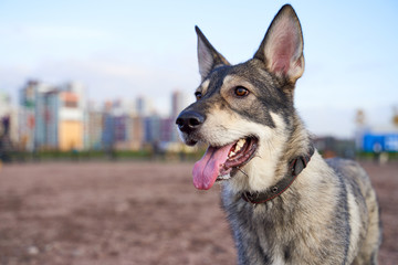 A dog with a gray color and brown eyes looks at an empty space for text or advertising. Close-up portrait of dogs muzzle. Walking pet in autumn. Horizontal shot of animal. Blue sky Park 