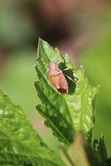 eine Wanze klettert auf einem Blatt herum