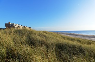 Tall grass growing on the coast