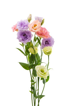eustoma flowers isolated