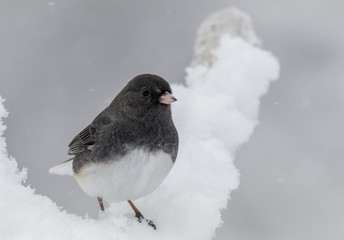 Dark-eyed Junco, Junco hyemalis, a cute dark gray and white bird, perched during snowstorm