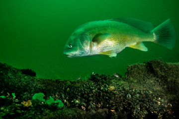 Freshwater Drum swimming over a shipwreck in the St. Lawrence River
