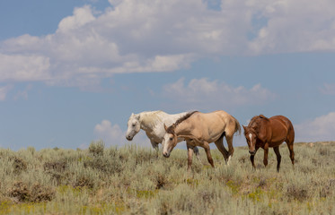 Obraz na płótnie Canvas Sand Wash Basin Colorado Wild Horses in Summer