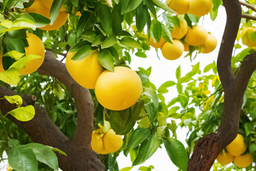 Brunch with ripe grapefruits on the tree