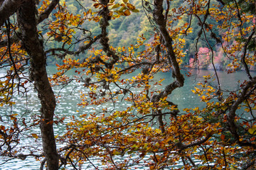 Arbres d'automne au lac Pavin, Auvergne, France