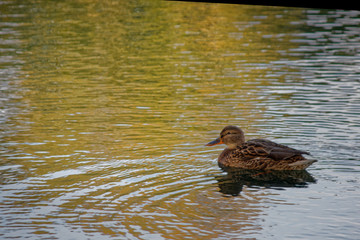 Duck floats on the pond