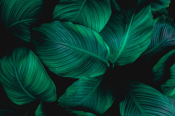 Fototapeta leaves of Spathiphyllum cannifolium, abstract green texture, nature background, tropical leaf obraz