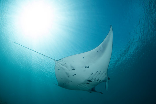 A Manta Ray - Manta alfredi - swims in the blue sea of Indonesia. Taken in Komodo National Park.