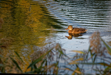 Duck floats on the pond