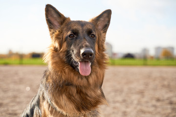 A picture of shepherd dog looking to side, sticks out its tongue, against blue of sky, grass. Close-up portrait of dogs muzzle. Walking pet in autumn. Horizontal shot of animal