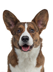 Portrait of a dog on a white background. Smiling Corgi. Pet in the studio. For design