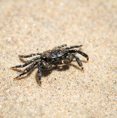 eine kleine Krabbe am Strand am pazifischen Ozean