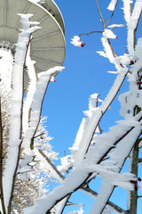 Frozen snow on branches in front of a blue sky