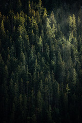 moody background of evergreen pine forest trees. 