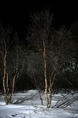 nature polar night in the Russian Arctic