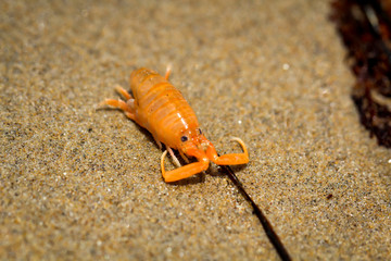 ein krebsartiges Tier am Strand am pazifischen Ozean