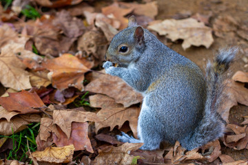 Gray squirrel with a damaged tail eating a crumb of bread in the park