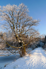 Snowbound tree