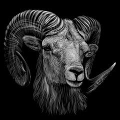 Mountain sheep. Artistic, monochrome, black and white, hand-drawn portrait of a mountain sheep on a black background.