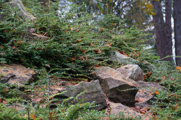 Rockformation in a park