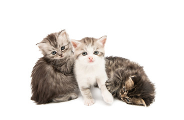 Obraz premium puszyste małe kocięta na białym tle