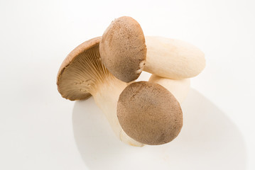 Eringi mushrooms isolated on white  background.