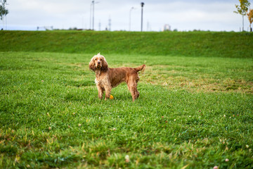 Fototapeta premium Curly red English Cocker Spaniel walks in meadow on background of green grass and blue sky, at feet is toy. Close-up portrait of dogs muzzle. Walking pet in autumn. Horizontal shot of animal