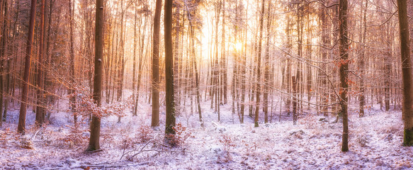 Winterwald bei Sonnenaufgang im Panorama