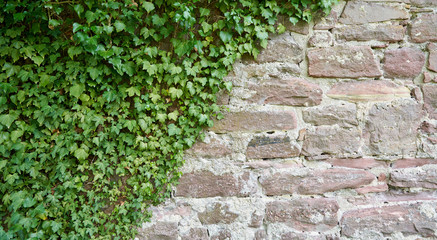 Aged stone block wall and climbing plant. Texture of a wall of stone blocks on a sunny day