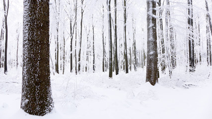 Partial view of snowy trees