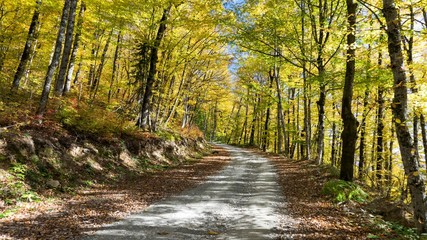 Path in beautiful autumn forest. Krasnaya Polyana, Sochi, Russia.