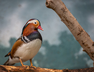 mandarin duck