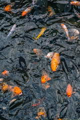 Vertical photo of koi carp fish swimming in the pond