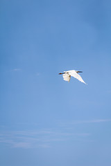 Portrait eines Ibis, Studie eines weißen Ibis in freier Natur
